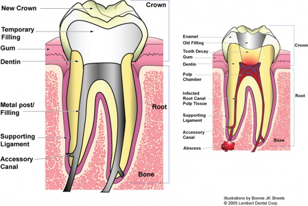 BJKS-Techfolio-tooth